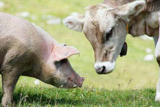 krowa i świnia na trawie